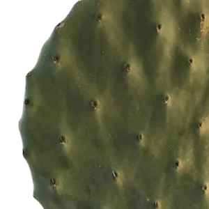FIGENKAKTUS BLADE