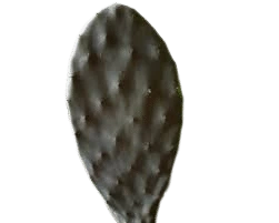 FIGENKAKTUS BLADE