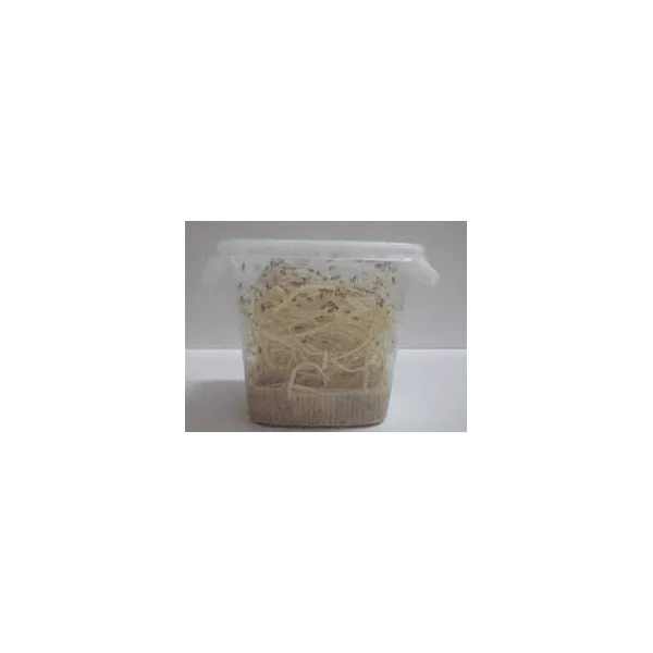 Store Bananfluer 1/2L - Billede 2