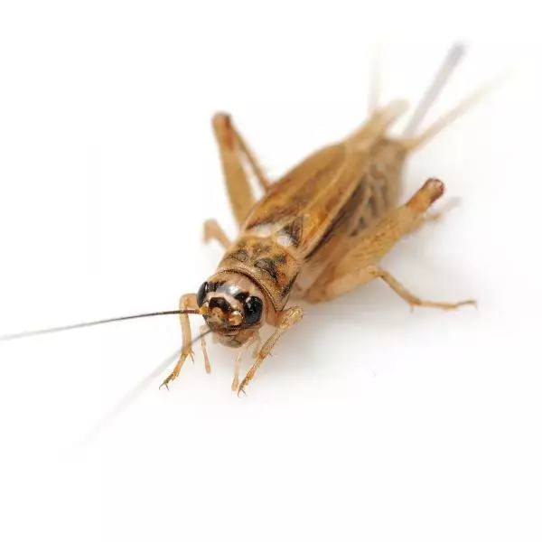 Husfårekyllinger, Micro, 120 stk