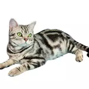 Brochurer Happy Cat crunchy snacks