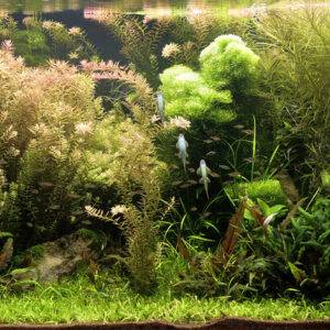 JBL SOLAR TROPIC T5 ULTRA