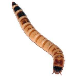 Bestillingsvare – Zophobas, Kæmpe melorme 100 G