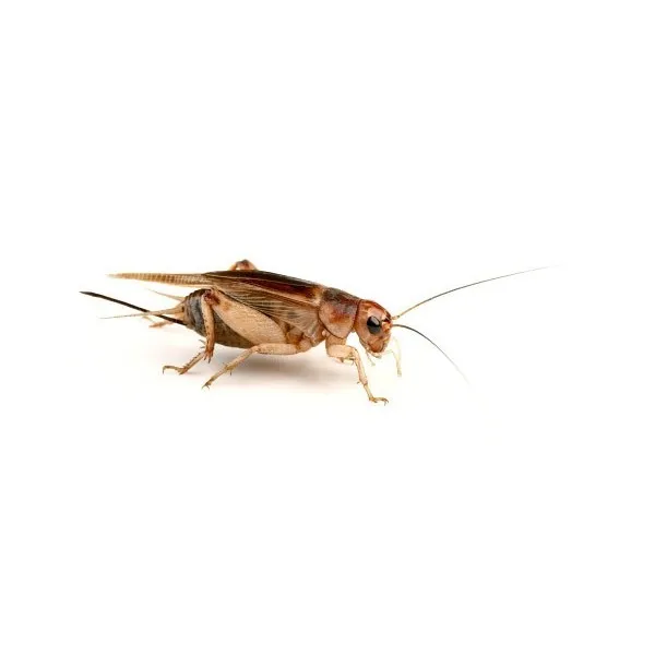 STEPPE FAAREKYLLINGER