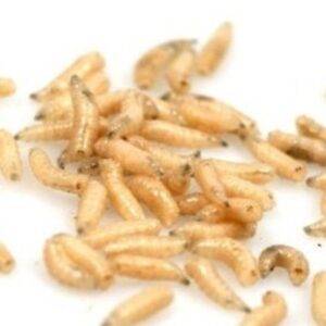 Bestillingsvare –  Maddiker 1 dl.